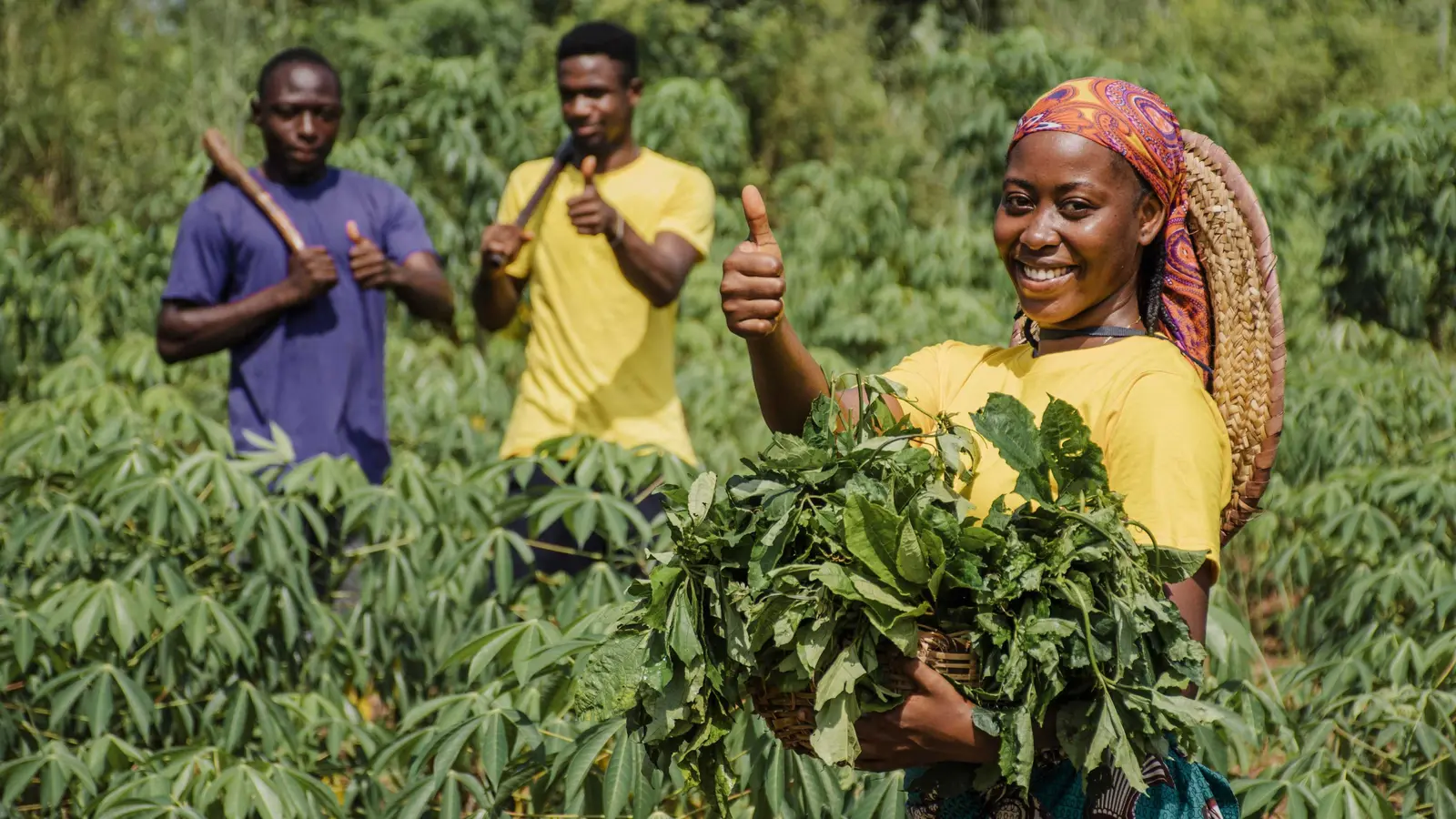 African agricultural suppliers working together in the field